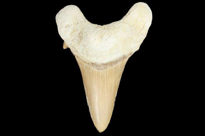 Fossil Shark Tooth (Otodus) - Morocco #103234